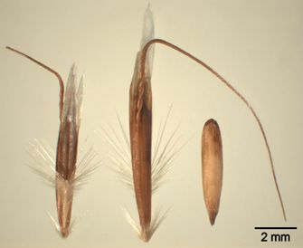 Vorschaubild Flaumhafer